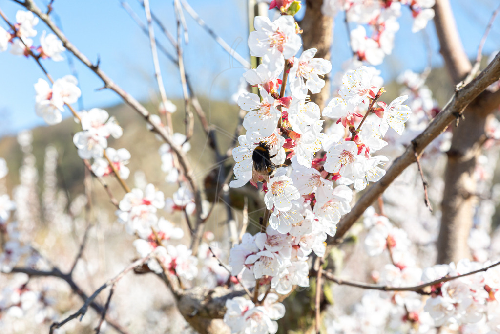 Marillenblüte Wachau | Ihre Fotografin im Lungau, ihre Fotografin im Mostviertel, Wandbilder Onlineshop, Imagefotos für Ihr Unternehmen,  - Realisiert mit Pictrs.com