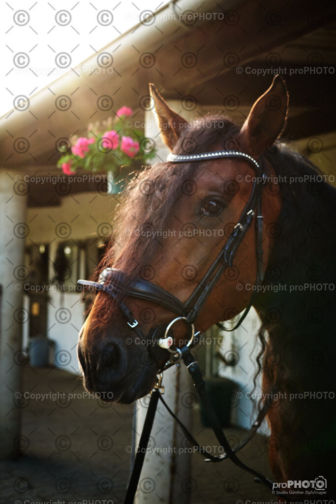 008_202406_Niki-Herodes_NZ9_9660 | proPHOTO - Realisiert mit Pictrs.com