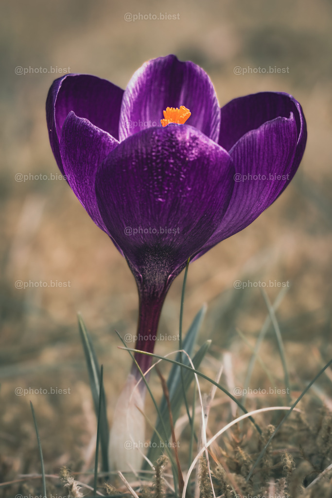 Mega-Krokus-Blüte | Ein riesiges Exemplar von Krokus. - Realisiert mit Pictrs.com