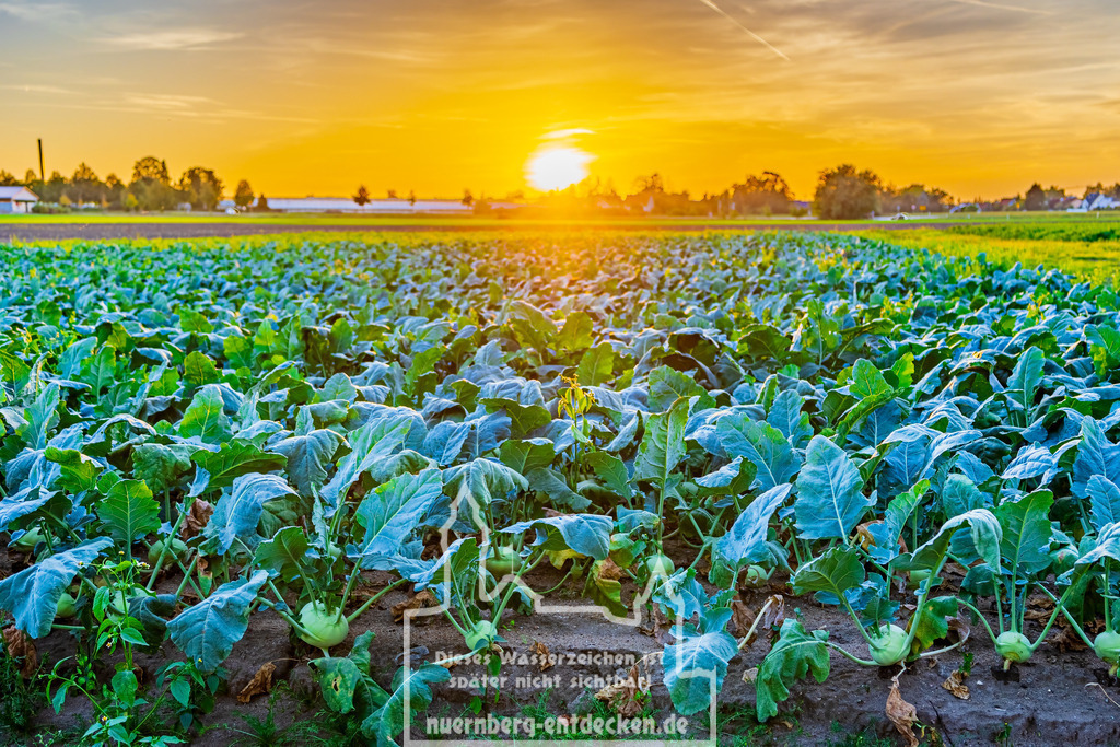 Knoblauchsland Nürnberg-Fürth | Ein Kohlrabifeld im Knoblauchsland Nürnberg/Fürth während eines organgen Sonnenuntergang. Das Knoblauchsland ist bekannt für seine stadtnahen Gemüseanbau und die Versorgung der Region mit frischen Gemüse. - Realisiert mit Pictrs.com