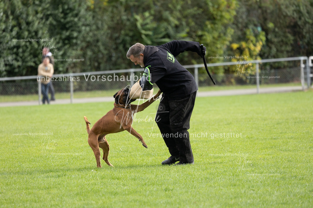 _16A7076 | Einzigartige Fotos von Hunden & Menschen –Actionfotos, Portraits, Vereinsaufnahmen & Paarshootings – authentisch, lebendig & mit Herz.