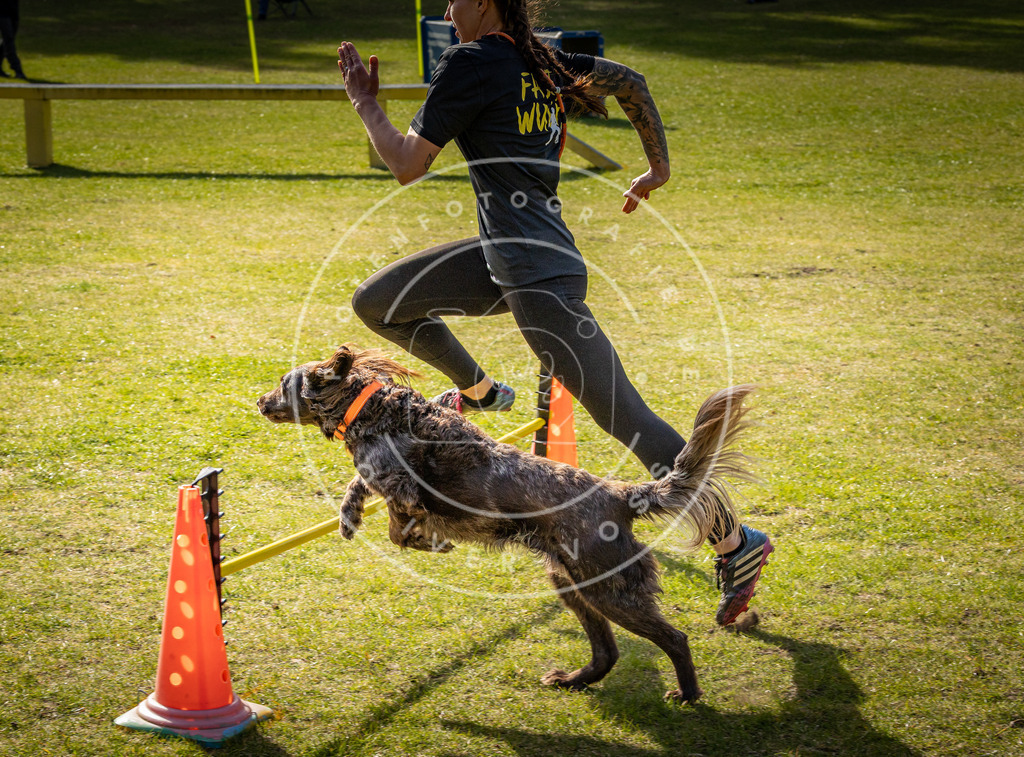 Pfotenfotografie_DV3A3071 | Hundefotografie, Tierfotograf, Pfotenfotografie, Fotoshooting Hund, Hunde Portrait, Hundesport, Hundeportraits, Heideshooting, Hunde, Sportfotograf, Hundefotograf, Turnierhundsport, THS,  - Realisiert mit Pictrs.com