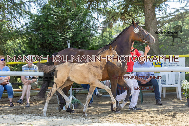 Reitponys-417 | mandyhollmannphotographie