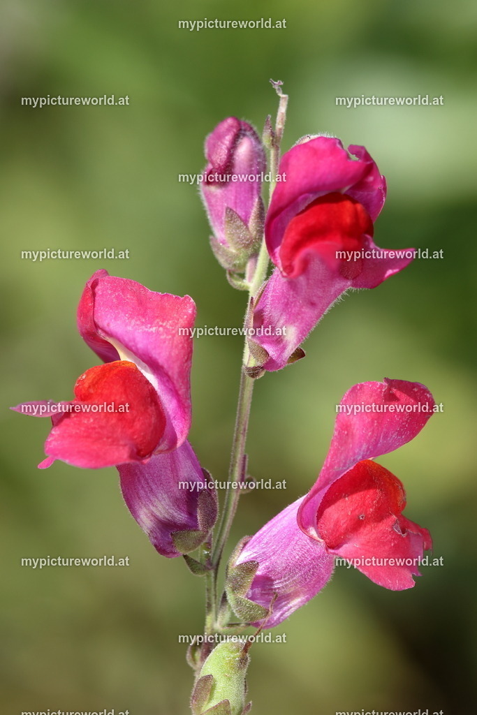 Grosses Löwenmaul-001 | Das Bilderarchiv über Tiere, Planzen und Landschaften. In der Bilddatenbank finden Sie ein große Auswahl an hochwertigen Bilder für Ihre Werbung - Realized with Pictrs.com