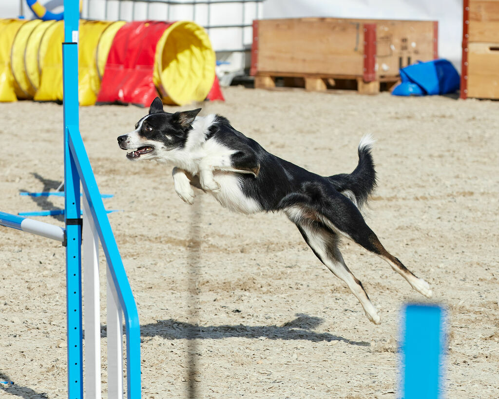 580B0082 | Peter Fridle Fotografie - Realisiert mit Pictrs.com