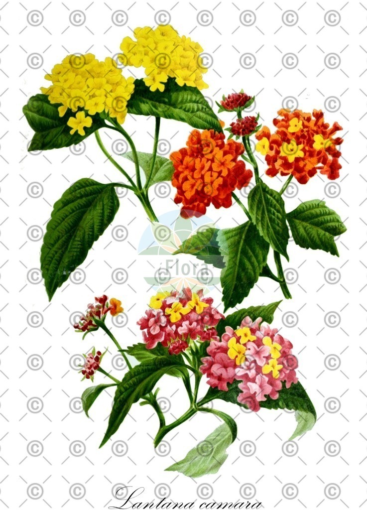 HistAbb_wfo-0000685734_1_ENZY_Simple | Historische Abbildung von Lantana camara - Verbenaceae (Wandelröschen) | Historical Illustration of Lantana camara - Verbenaceae