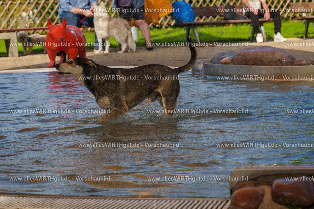Hundeschwimmen_Grefrath_2026-allesWIRTHgut_Tierfotografie-13_00-FAY00463 | Professionelle Tierfotografie in Mönchengladbach von Daniel Wirth (allesWIRTHgut). Liebevolle & natürliche Bilder von Hunden & Katzen für unvergessliche Erinnerungen.