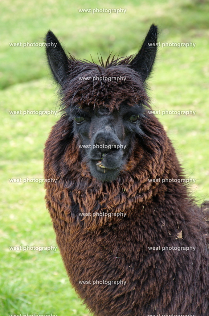 Alpaca - PER 2015 | west photography - Realisiert mit Pictrs.com