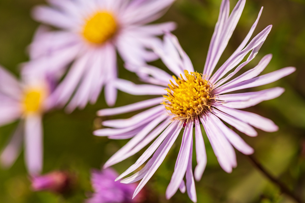 2023_08_13_HH-BOTANISCHER-GARTEN_MCP1515 | Hochwertig gedruckte Fotografien für die Wand, als Kalender und zum Verschenken. Hamburg & Norddeutschland und überall wo ich mit der Kamera unterwegs war.