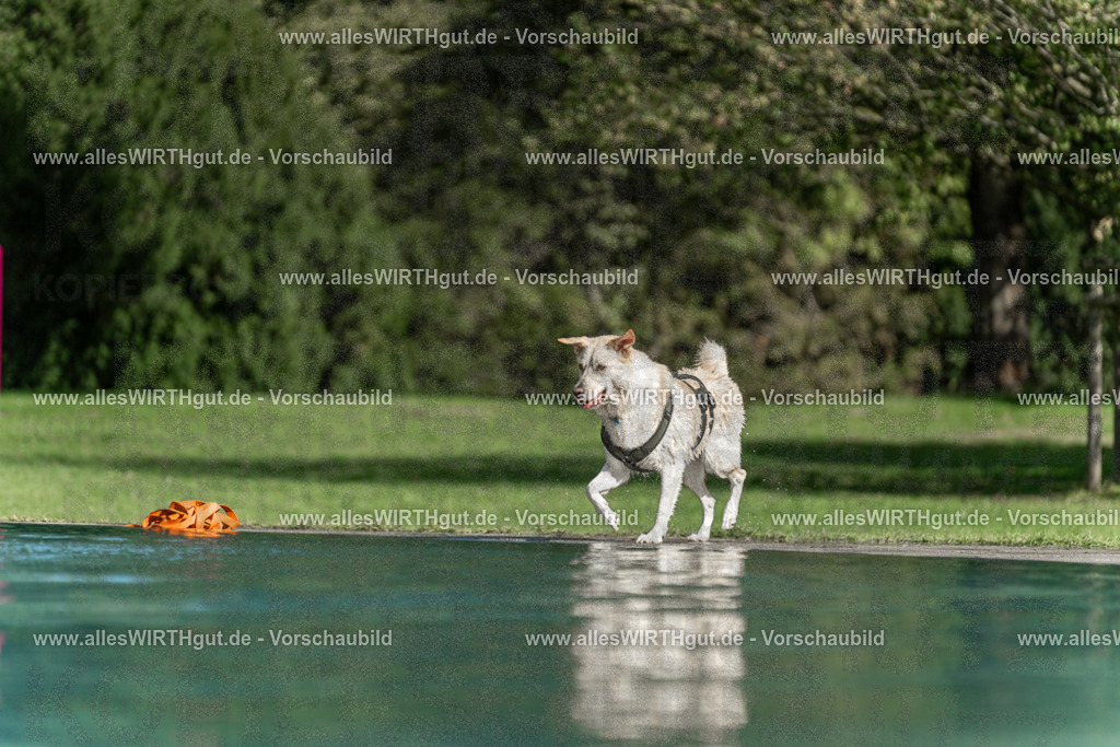 Hundeschwimmen_Volksbad_2026-allesWIRTHgut_Tierfotografie-2609061551-7R501977 | Professionelle Tierfotografie in Mönchengladbach von Daniel Wirth (allesWIRTHgut). Liebevolle & natürliche Bilder von Hunden & Katzen für unvergessliche Erinnerungen.