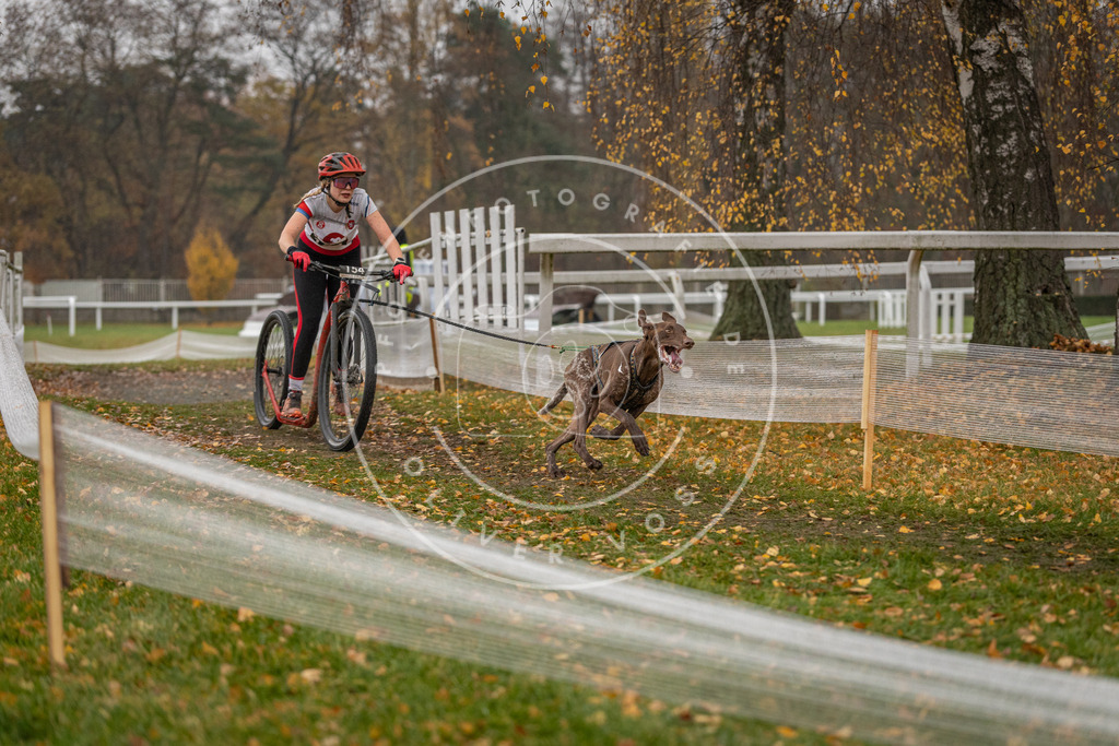 CaniXpix_DV3A7738 | Hundefotografie, Tierfotograf, Pfotenfotografie, Fotoshooting Hund, Hunde Portrait, Hundesport, Hundeportraits, Heideshooting, Hunde, Sportfotograf, Hundefotograf, Turnierhundsport, THS,  - Realisiert mit Pictrs.com