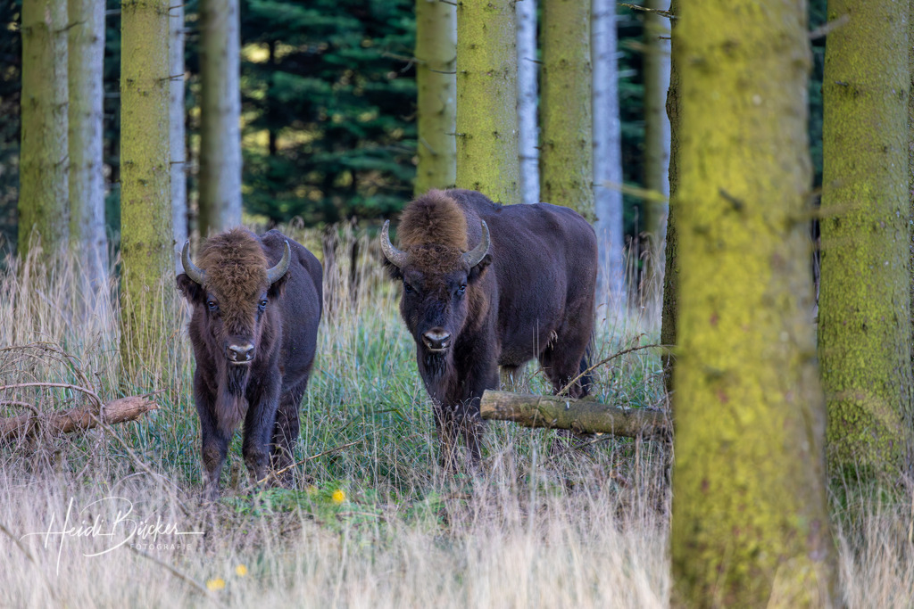 Freilebende Wisente im Fichtenwald | Freilebende Wisente in einem Fichtenwald bei Schmallenberg im Sauerland - Realisiert mit Pictrs.com
