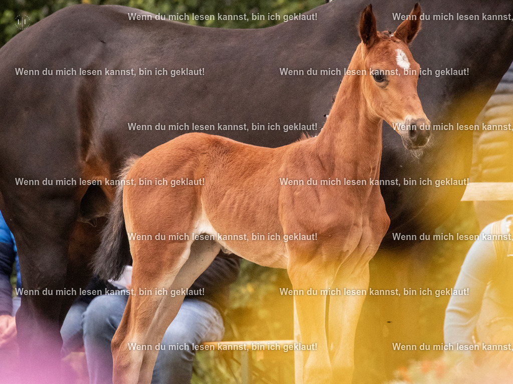 A10I5270 | photographylinaismer - Realisiert mit Pictrs.com