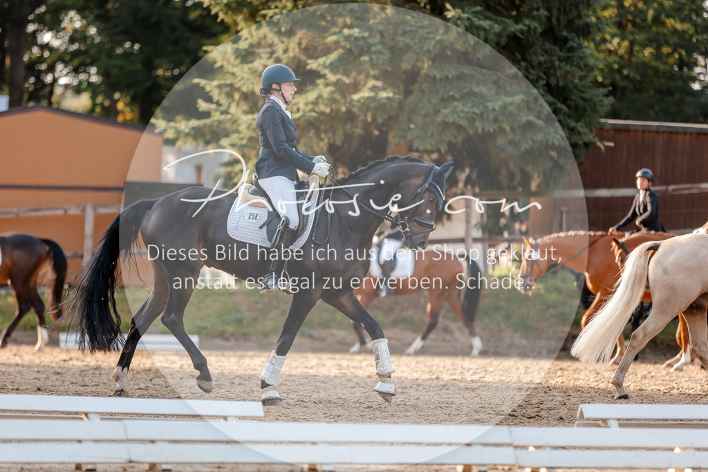 3I6A2309 | Stimmungsvolle Portraits und Reitsportfotografie im Ruhrgebiet und im Münsterland.

Pferdefotografie, Hundefotografie, Tierfotografie, Reportagen, Portraits von Tier und Mensch, Turnierfotografie in Bochum, Recklinghausen, Marl, Haltern am See, Dülmen.. - Realisiert mit Pictrs.com