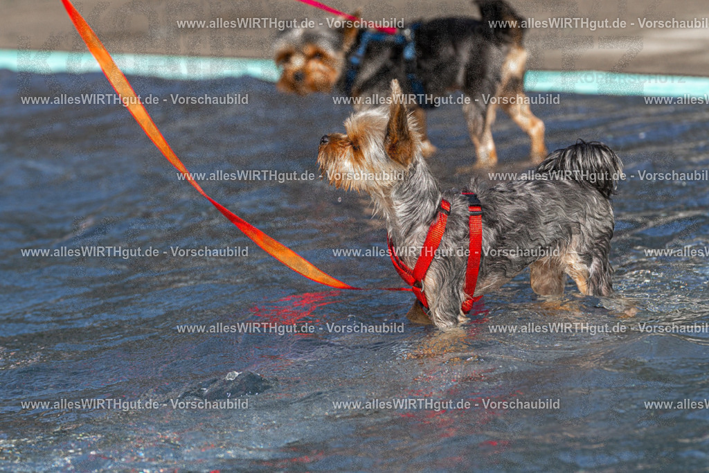 Hundeschwimmen_Volksbad_2026-allesWIRTHgut_Tierfotografie-2609061200-FAY06363 | Professionelle Tierfotografie in Mönchengladbach von Daniel Wirth (allesWIRTHgut). Liebevolle & natürliche Bilder von Hunden & Katzen für unvergessliche Erinnerungen.