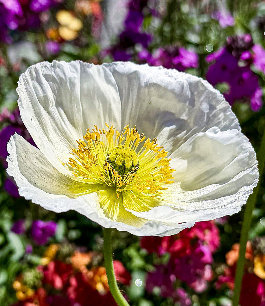 White Iceland Poppy | Delicate Iceland poppy flower with soft white petals, glowing yellow details and dreamy botanical textures.Explore more floral macro photography and artistic botanical close-ups in the full gallery - Realisiert mit Pictrs.com