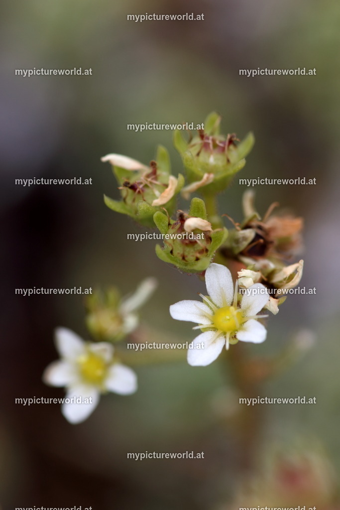 Rispen-Steinbrech-002 | Das Bilderarchiv über Tiere, Planzen und Landschaften. In der Bilddatenbank finden Sie ein große Auswahl an hochwertigen Bilder für Ihre Werbung - Realized with Pictrs.com