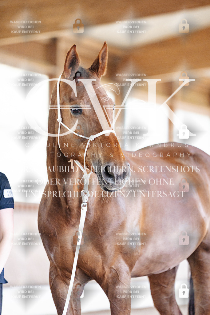 CK908300 | Turnierfotografie Pferdefotografie Trier Rheinland-Pfalz Pferdesport Reitsport Tierfotografie Sportfotografie Pferdevideo Pferdevideografie Equestrianvideography equestrianphotography  - Realisiert mit Pictrs.com