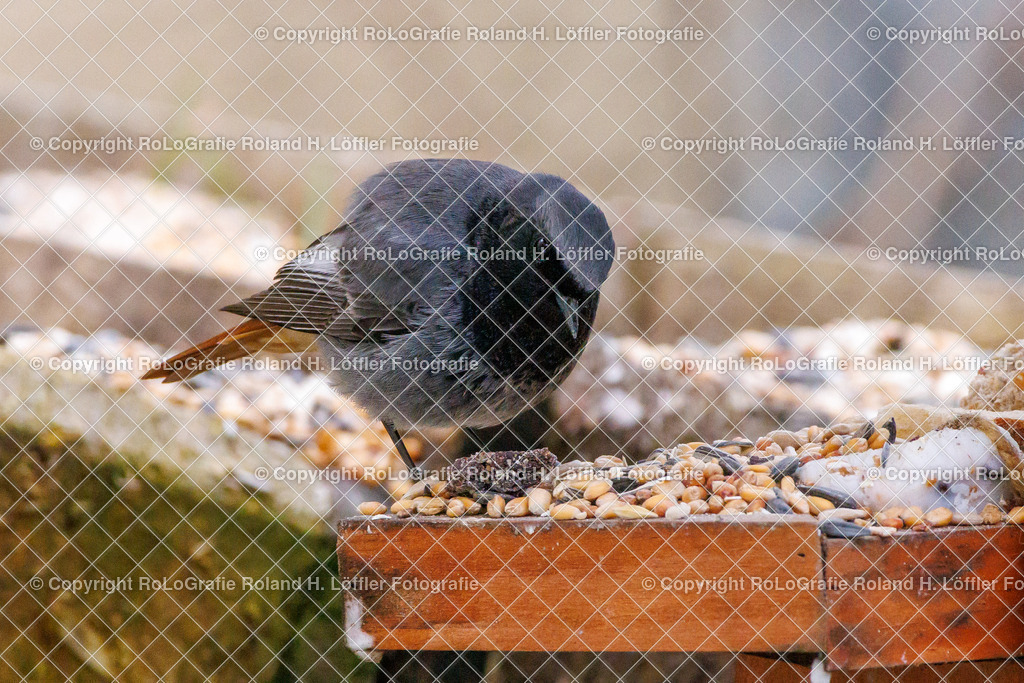 Wildvögel_11 | Singvogel in freier Natur im Garten - Realisiert mit Pictrs.com