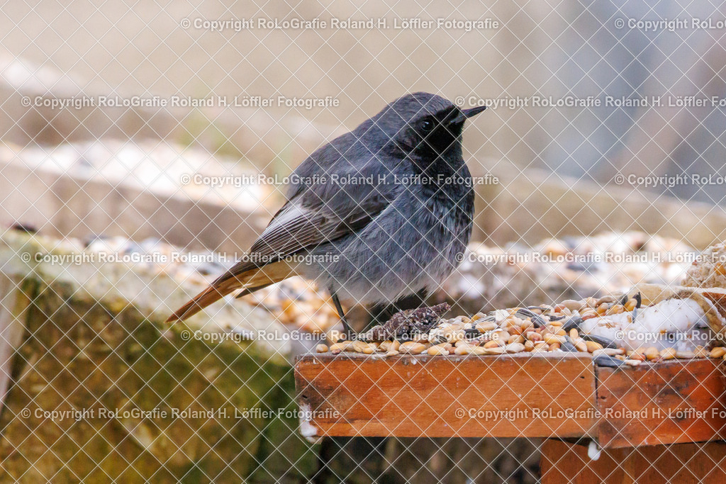 Wildvögel_09 | Singvogel in freier Natur im Garten - Realisiert mit Pictrs.com