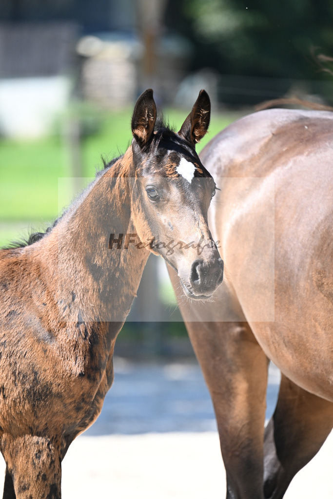 Kat-Nr. 4 Diathletico x Chacfly PS_HF_Leis_26250295 | hf-fotografie - Realisiert mit Pictrs.com