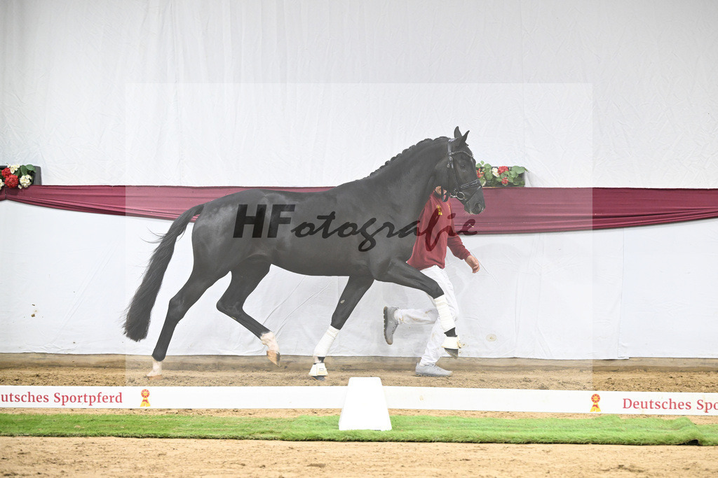 Kat-Nr. 141 Toto jr. x Secret_Bettina Kraft-Pfefferle_47254713 | hf-fotografie - Realisiert mit Pictrs.com