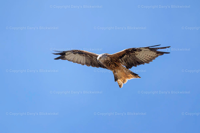 2022131 | Tierfotografie, Tierkalender, Tierbilder, Insekten, Spinnen, Vögel, Schmetterling, Libellen, Leinwand, Colorkey, Qualität, Geschenkartikel, Geschenk - Realisiert mit Pictrs.com
