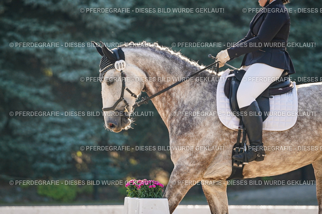 DSC08489 | Pferdegrafie