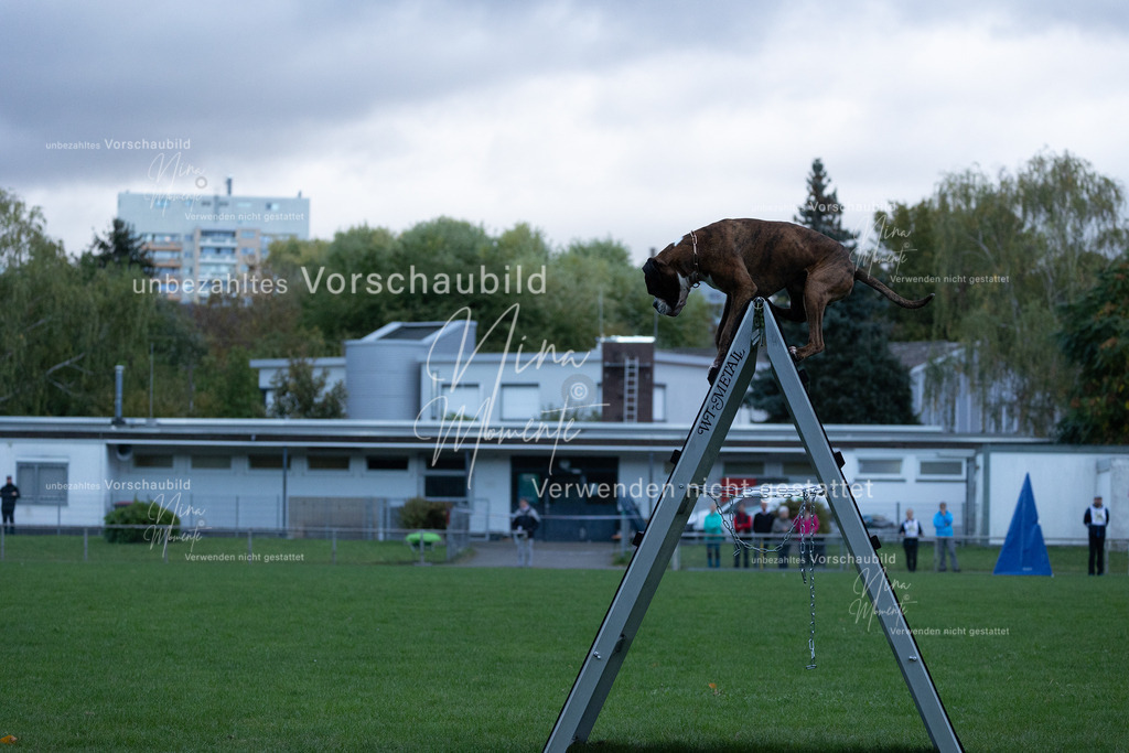 _16A4470 | Einzigartige Fotos von Hunden & Menschen –Actionfotos, Portraits, Vereinsaufnahmen & Paarshootings – authentisch, lebendig & mit Herz.