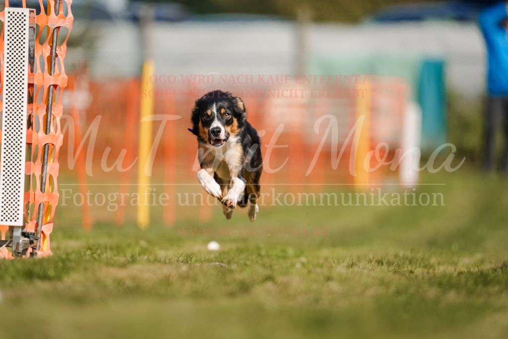 20250928_Hunderennen-381 | MuT (Mensch und Tier) mit Mona - Fotografie und Tierkommunikation - Realisiert mit Pictrs.com