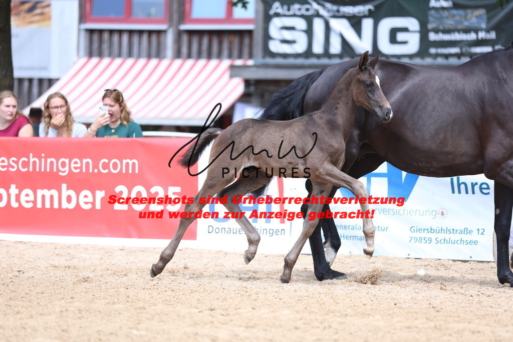 Fohlenschau_Schwäbisch_Hall_dressurbetonte_Fohlen_KN 17_5 | lmwpictures - Realisiert mit Pictrs.com