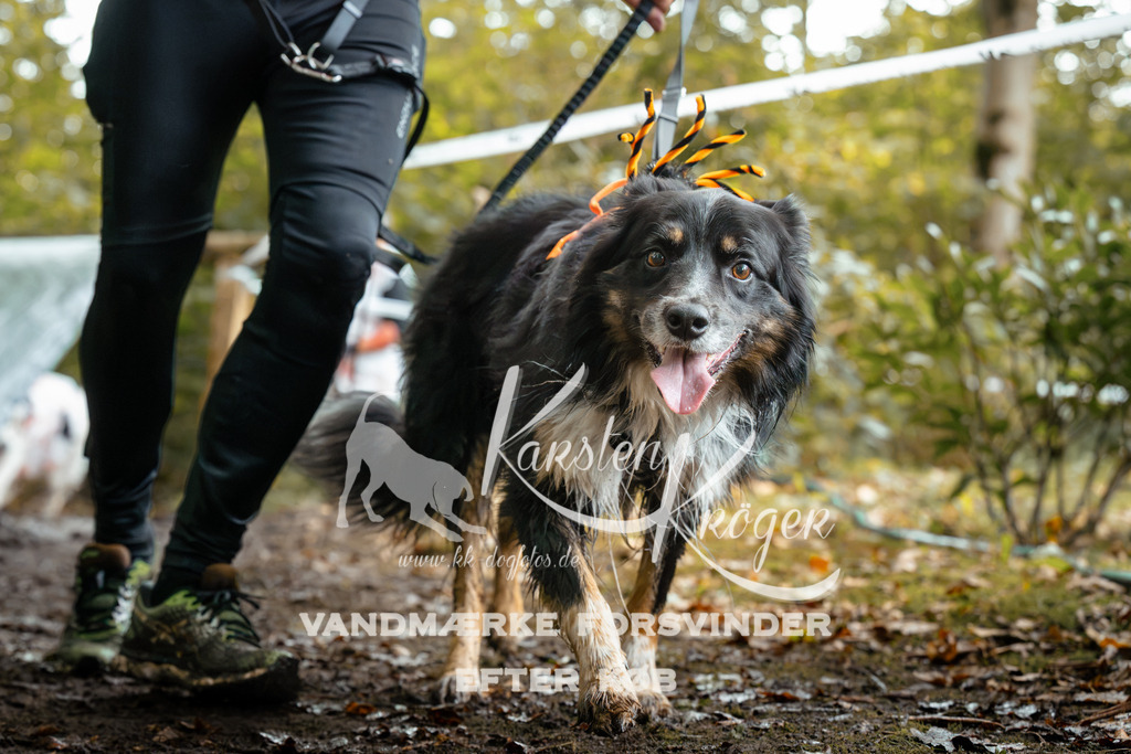 1428DZ6_2460Z6 | kk-dogfotos