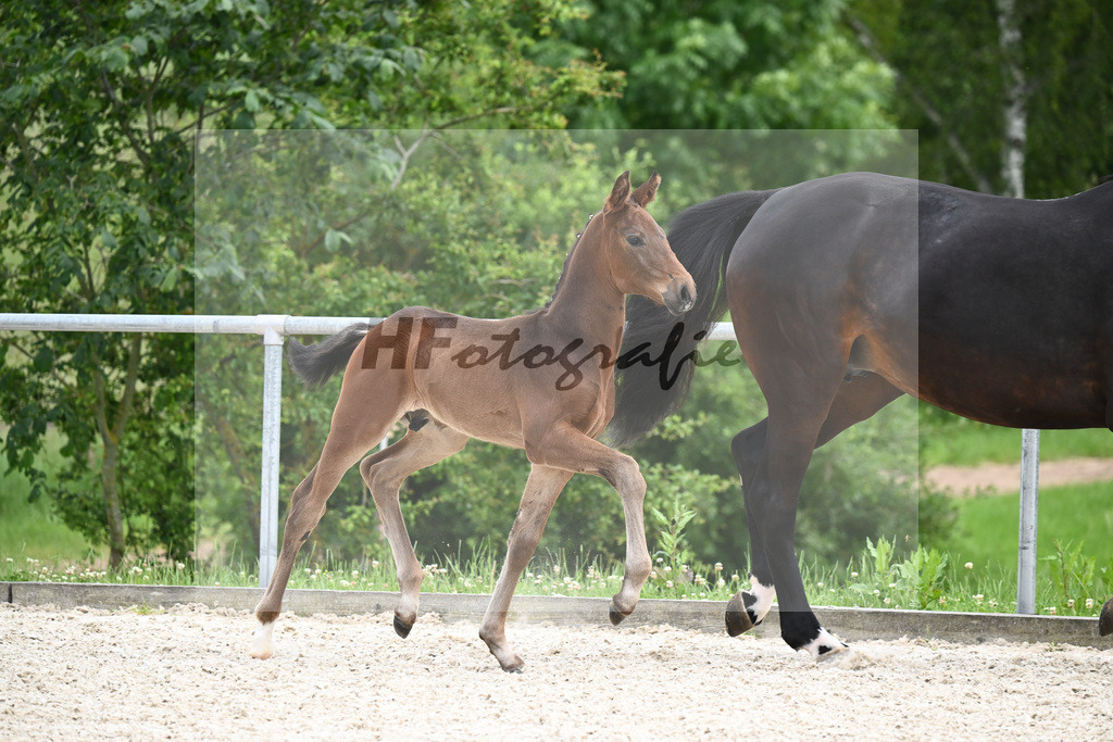 Va Bene x Fidertanz_HF_Koller_20240883 | hf-fotografie - Realizzato con Pictrs.com