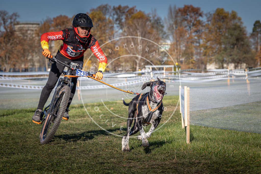 CaniXpix_0L8A4849 | Hundefotografie, Tierfotograf, Pfotenfotografie, Fotoshooting Hund, Hunde Portrait, Hundesport, Hundeportraits, Heideshooting, Hunde, Sportfotograf, Hundefotograf, Turnierhundsport, THS,  - Realisiert mit Pictrs.com