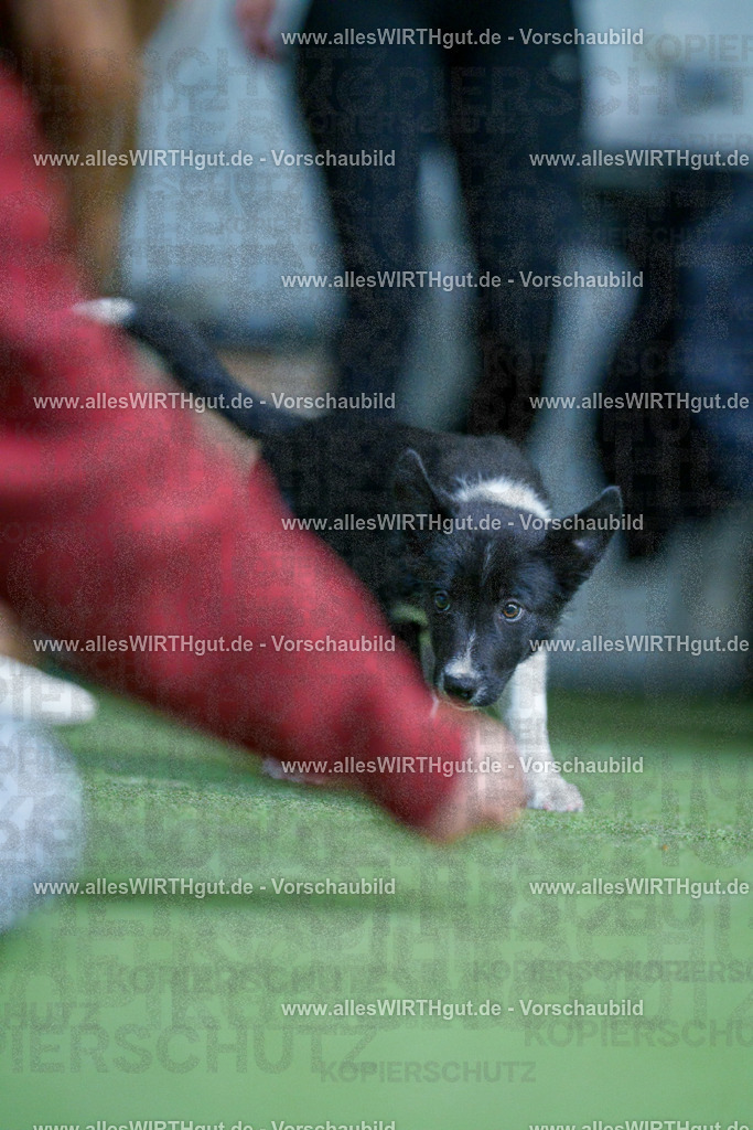 @allesWIRTHgut_Tierfotografie - www.allesWIRTHgut.de - 2604251312-7R503666 | Professionelle Tierfotografie in Mönchengladbach von Daniel Wirth (allesWIRTHgut). Liebevolle & natürliche Bilder von Hunden & Katzen für unvergessliche Erinnerungen.