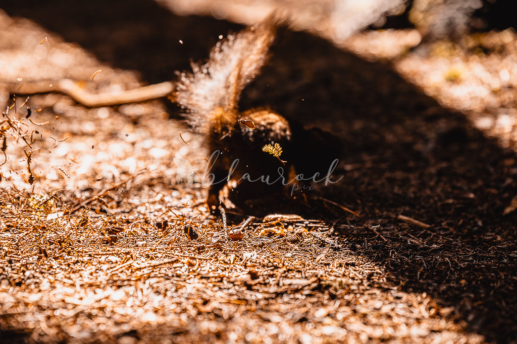 _01A5666 | Sportbilder, Sportfotograf, Hochzeits- und Eventfotografin, Flugshows, Portraits und Tiershooting, Aviation, Downhill, Nationalleague, Swissleague, International