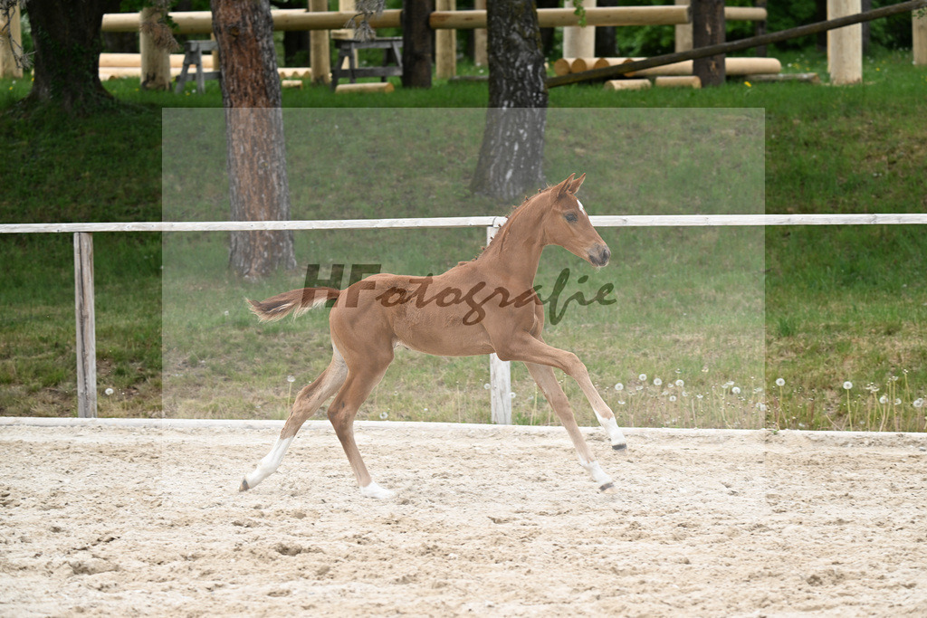 Kat-Nr. 18 SF Feliciano x Va Bene_Schuster_24260863 | hf-fotografie - Realisiert mit Pictrs.com