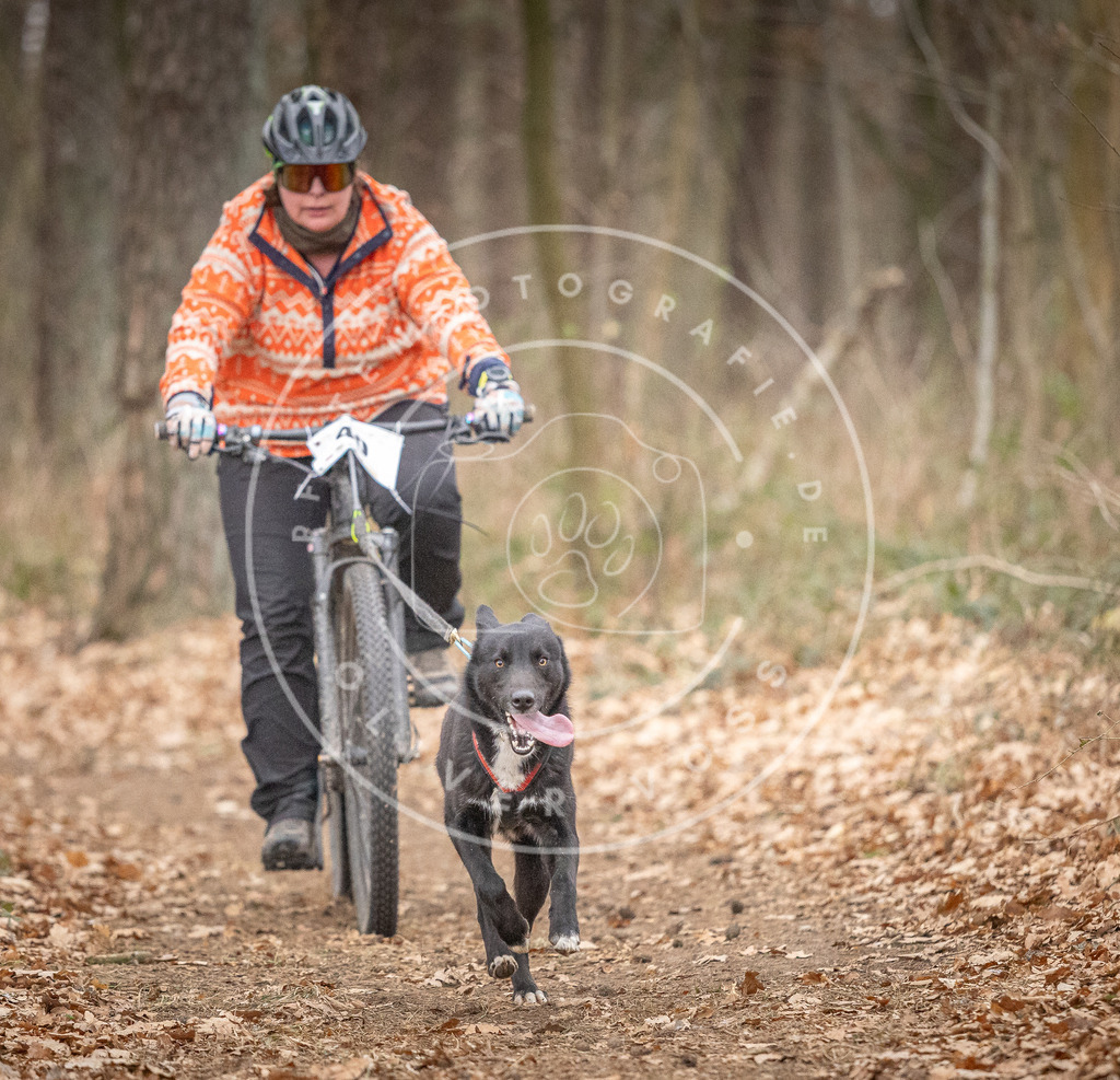 Pfotenfotografie_DV3A6419 | Hundefotografie, Tierfotograf, Pfotenfotografie, Fotoshooting Hund, Hunde Portrait, Hundesport, Hundeportraits, Heideshooting, Hunde, Sportfotograf, Hundefotograf, Turnierhundsport, THS,  - Realisiert mit Pictrs.com