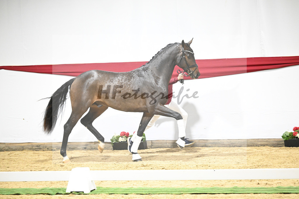 Kat-Nr. 5 v. Viva Gold_Blue Hors_63220114 | hf-fotografie - Realisiert mit Pictrs.com