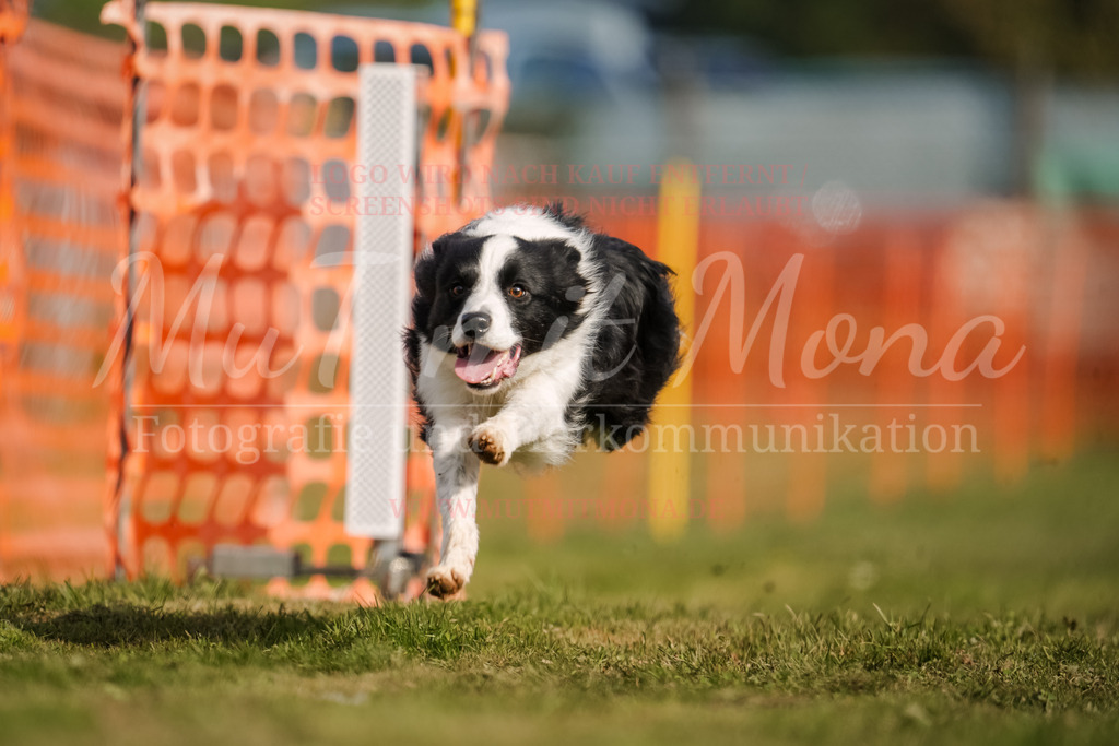 20250928_Hunderennen-241 | MuT (Mensch und Tier) mit Mona - Fotografie und Tierkommunikation - Realisiert mit Pictrs.com