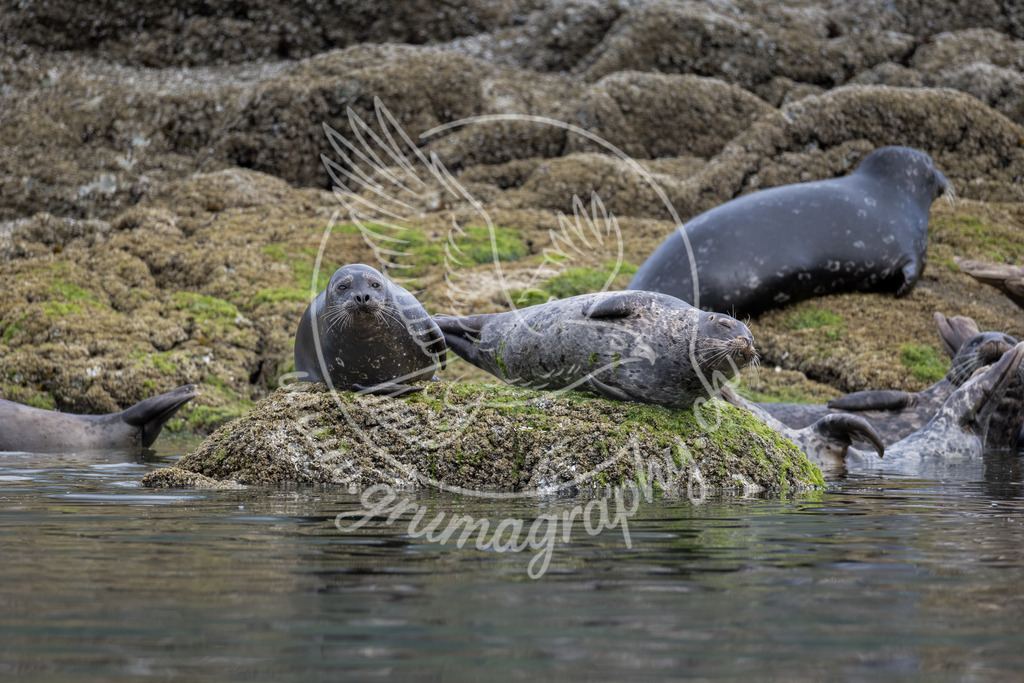 among the colony - harbour seal, canada | Authentische Landschafts- & Wildtierfotografie aus der Schweiz. Hochwertige Wandbilder, Fine-Art-Prints und Wunschmotive nach Auftrag – sorgfältig entwickelt im Grumagraphy-Style