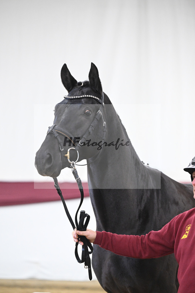 Kat-Nr. 29 Zackerey x L Espoir_Gestuet Greim_47253557 | hf-fotografie - Realisiert mit Pictrs.com