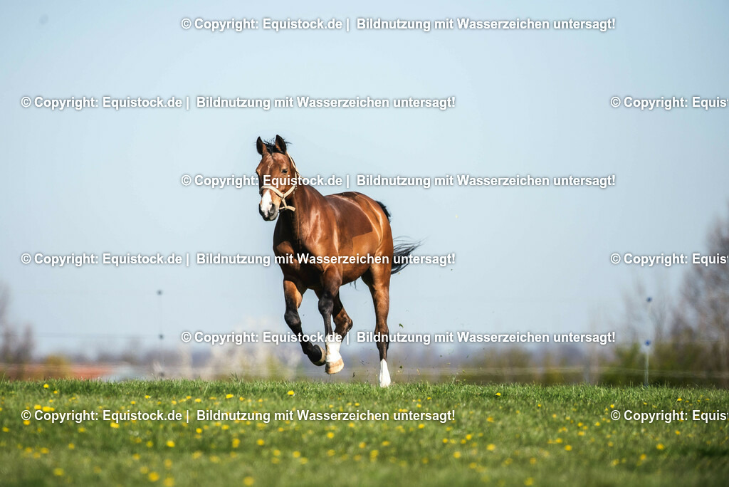 20210426_Pferd-auf-Koppel_0054 | equistock