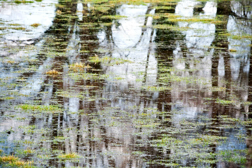 Nature-Arts-015 | Photo Foto Kunst Art schwarzweiss Bilder Rheine Münster Berlin Blumen 