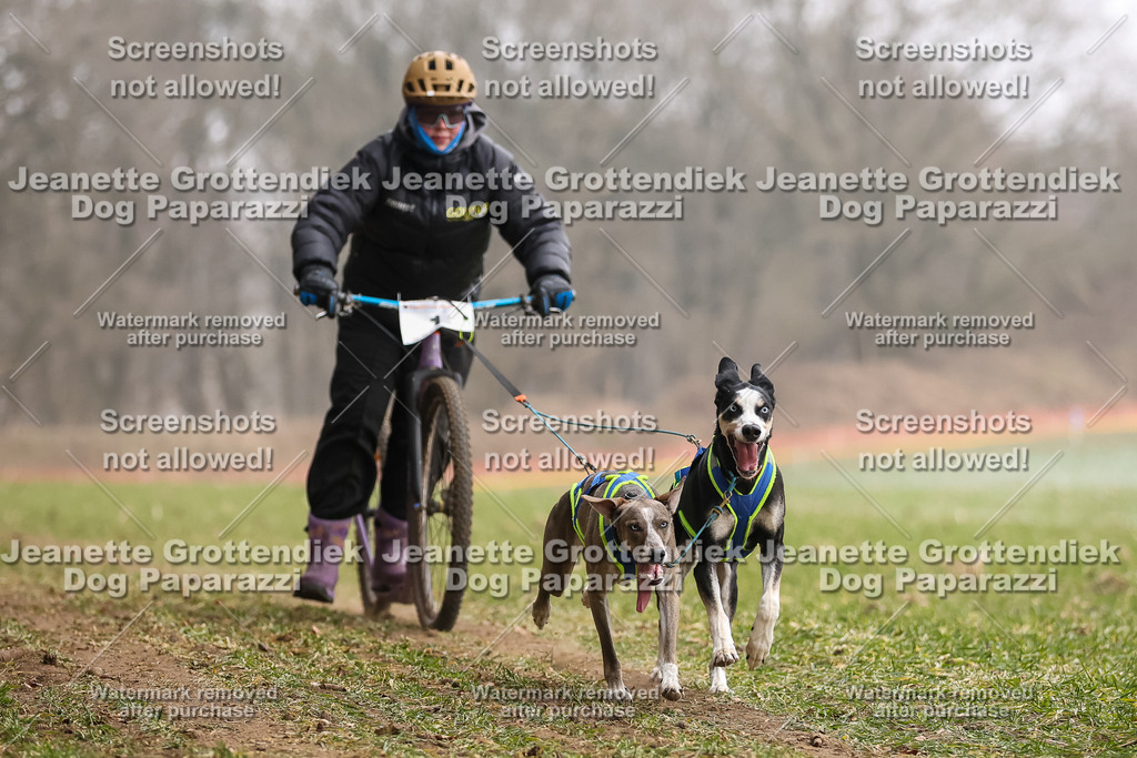 Dog Paparazzi - Plate 2026-37 | Dog Paparazzi Jeanette Grottendiek Fotografie & Videografie - Realisiert mit Pictrs.com