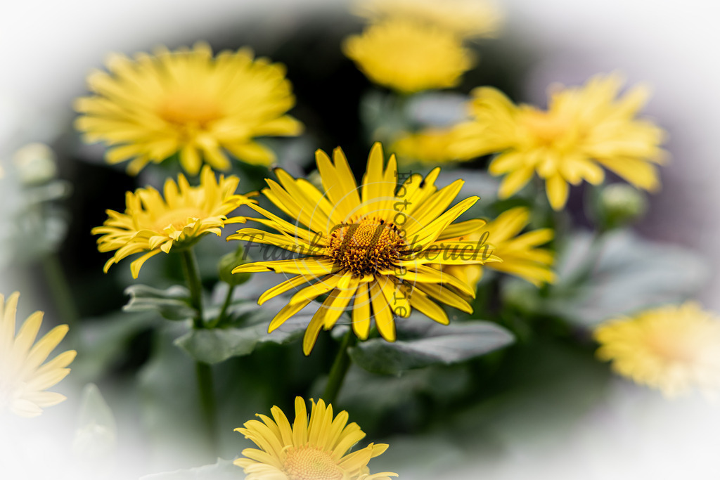 _X0A8534-Editbea | Frank Herberich Fotografie, Frank Herberich, Fotografie, Hochzeit, Portrait, St. Peter Ording, Ording, Westerhever, Nordsee, Frank Fotografie, Hardheim,  Odenwald,Walldürn, Band,Eventfotografie - Realisiert mit Pictrs.com