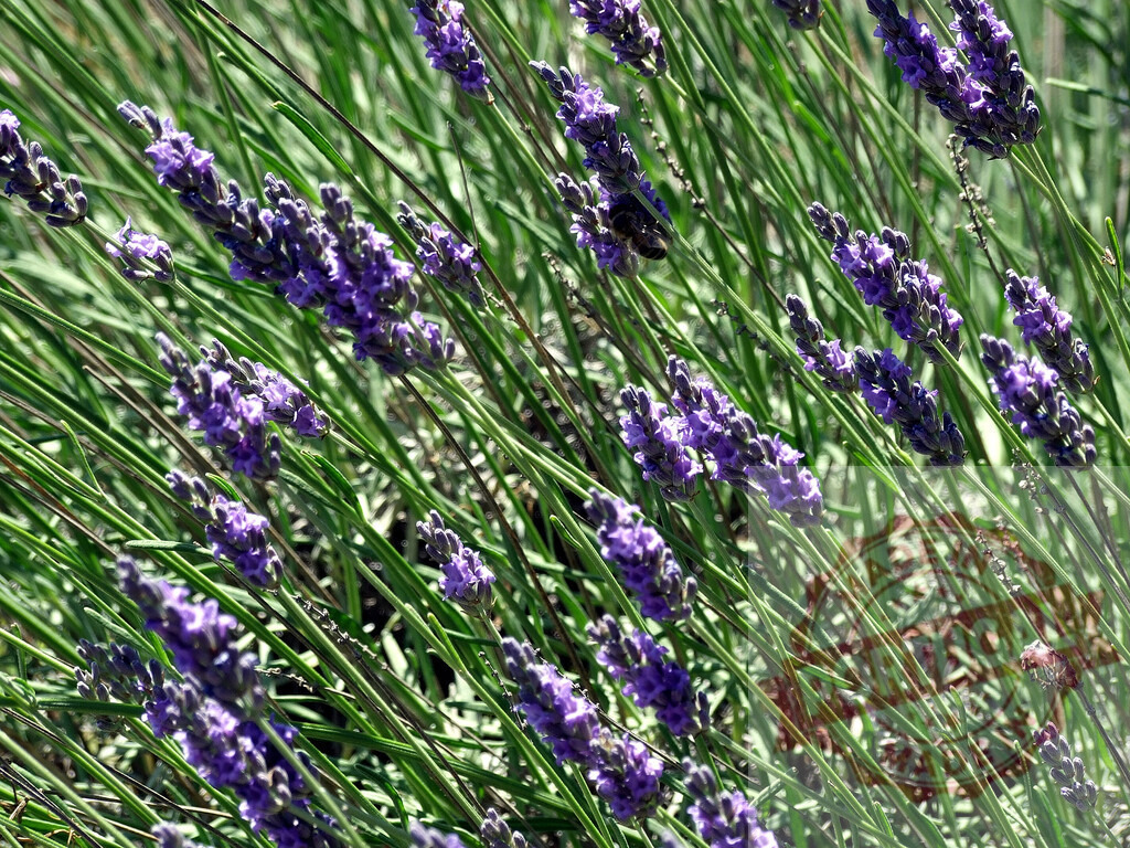 Honey bee flying and collecting pollen on blooming lavender flowers | Honey bee pollinating lavender flowers in a field on a sunny summer day - Realisiert mit Pictrs.com