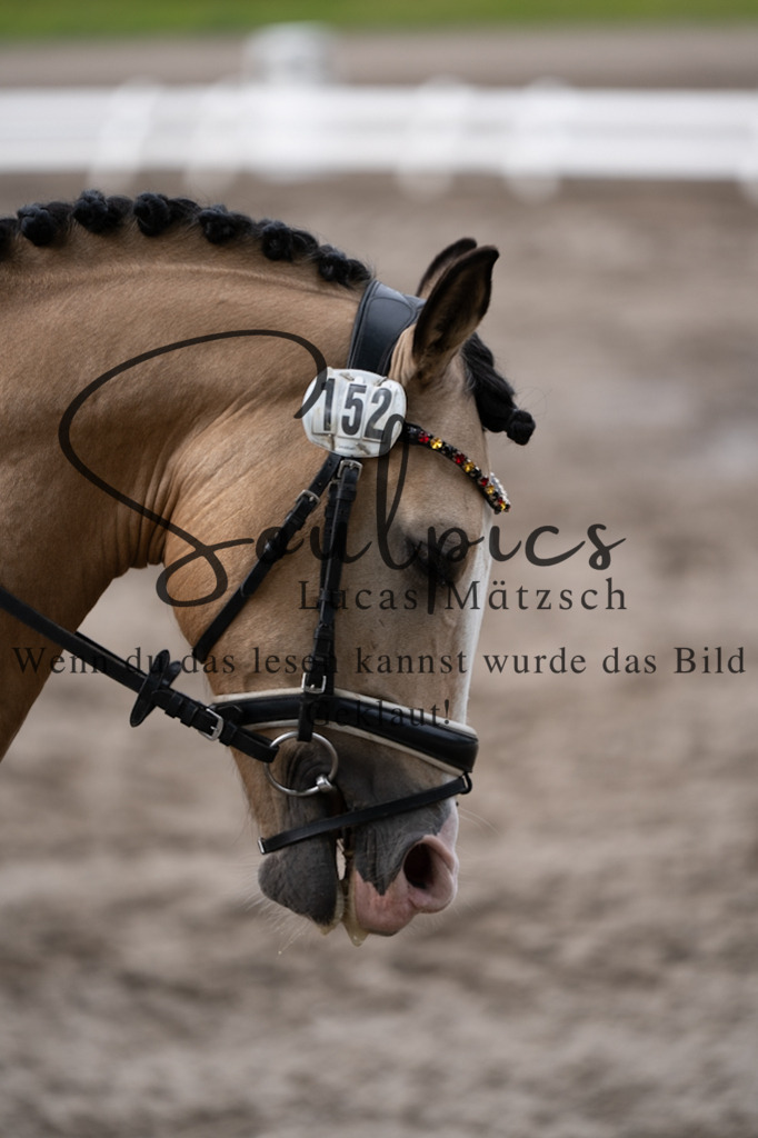 A7V03763 | Pferdefotograf