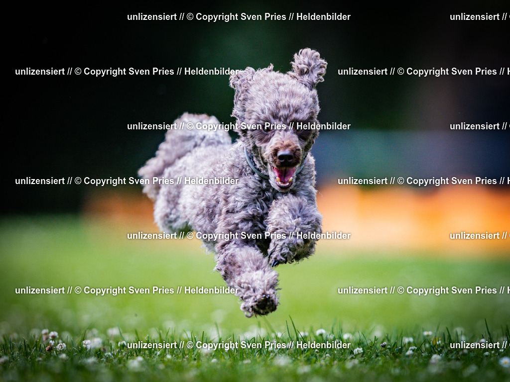 Sven Pries | 2025-05-29 - Pudelrennen KA-Durlach - Realisiert mit Pictrs.com