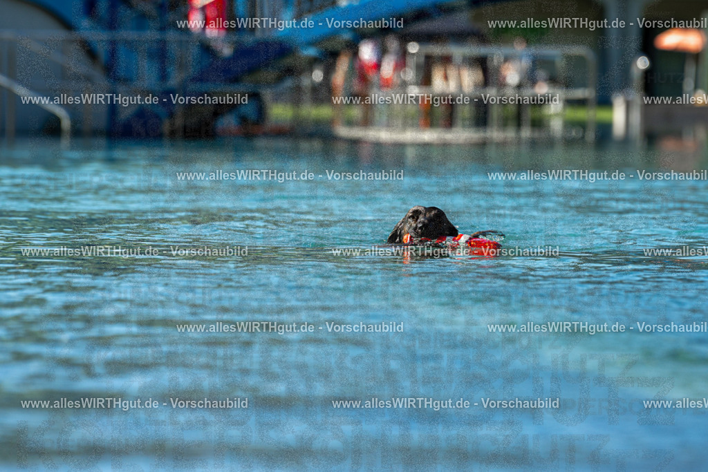 Hundeschwimmen_Volksbad_2026-allesWIRTHgut_Tierfotografie-2609061033-094352-7R508963 | Professionelle Tierfotografie in Mönchengladbach von Daniel Wirth (allesWIRTHgut). Liebevolle & natürliche Bilder von Hunden & Katzen für unvergessliche Erinnerungen.